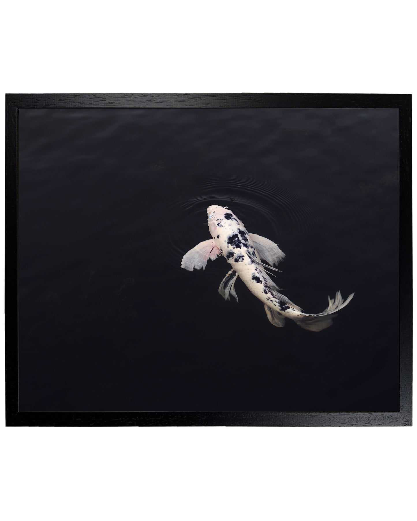 koi