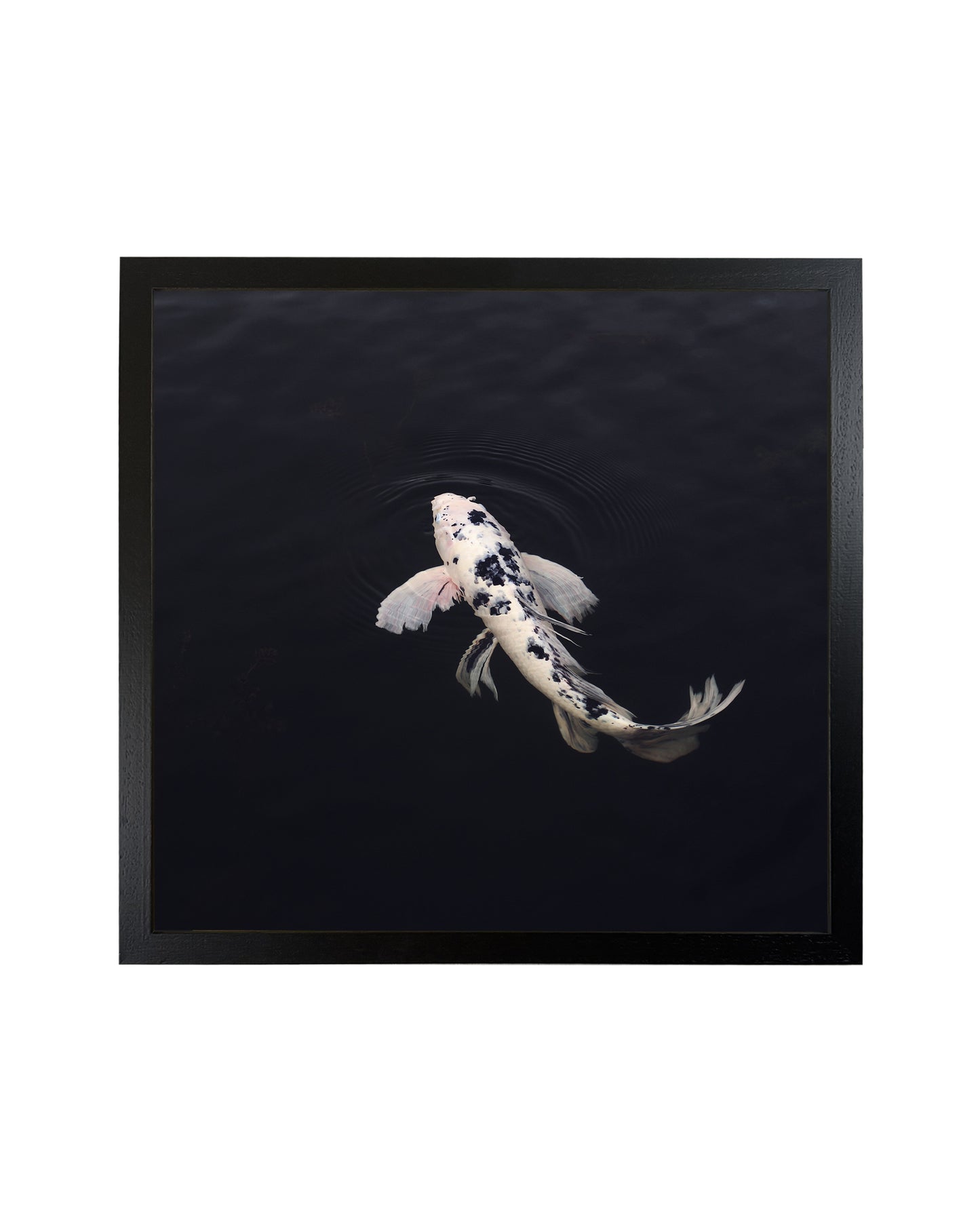 koi