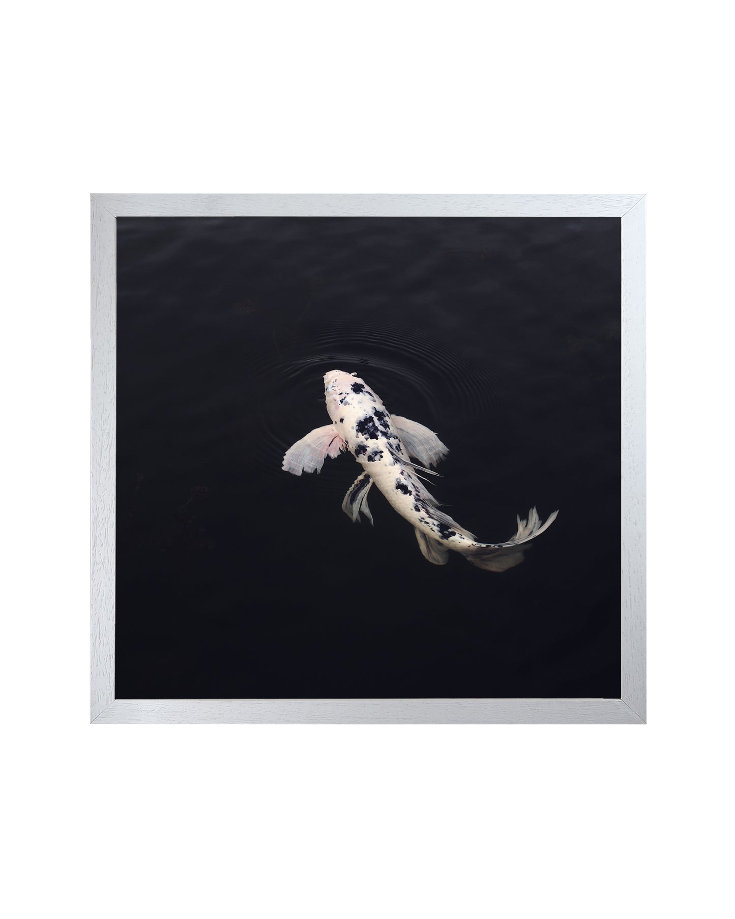 koi