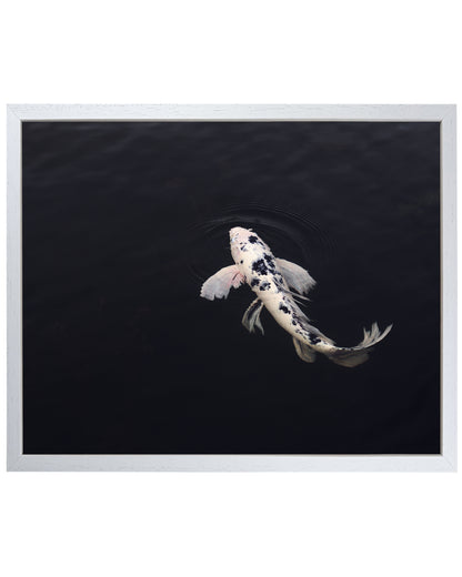 koi