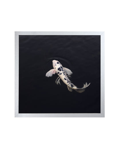 koi